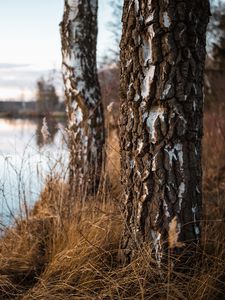 Preview wallpaper birch, trees, autumn, nature