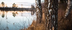 Preview wallpaper birch, trees, autumn, nature