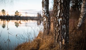 Preview wallpaper birch, trees, autumn, nature