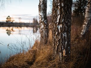 Preview wallpaper birch, trees, autumn, nature