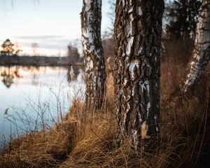 Preview wallpaper birch, trees, autumn, nature