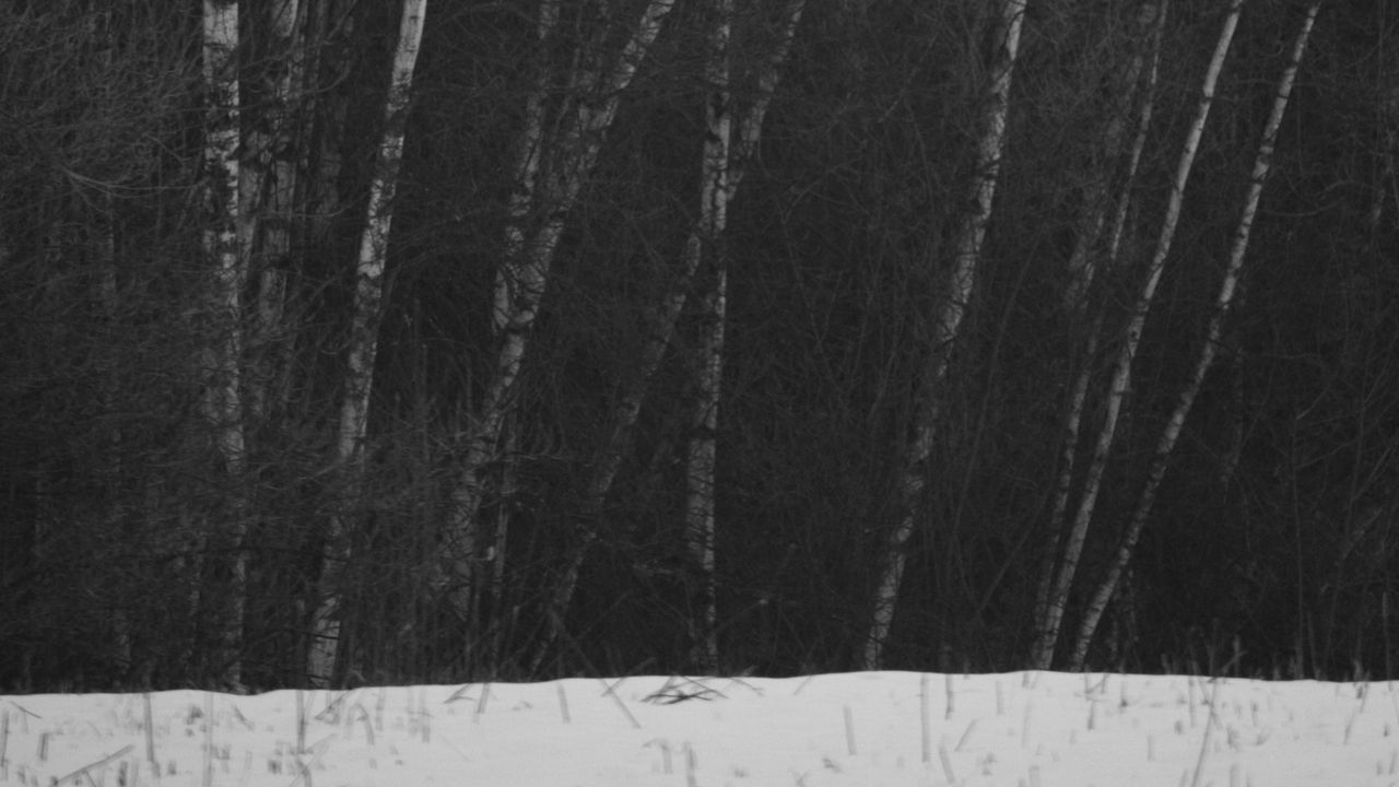 Wallpaper birch, trees, forest, winter, snow