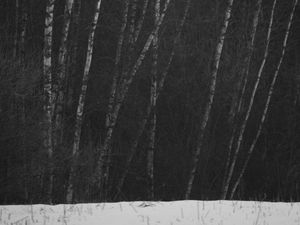 Preview wallpaper birch, trees, forest, winter, snow
