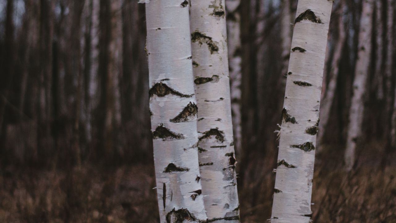 Wallpaper birch trees, forest, nature