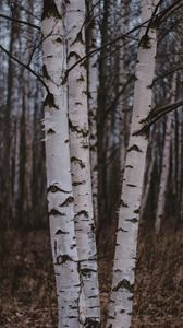 Preview wallpaper birch trees, forest, nature