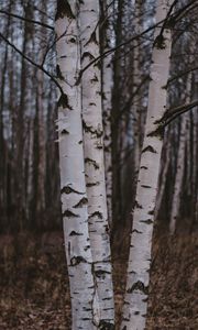 Preview wallpaper birch trees, forest, nature