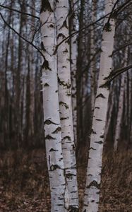 Preview wallpaper birch trees, forest, nature