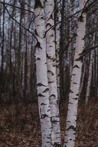 Preview wallpaper birch trees, forest, nature