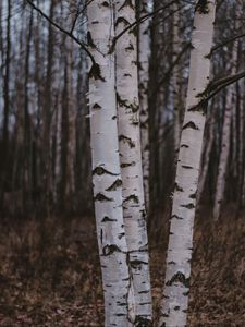 Preview wallpaper birch trees, forest, nature