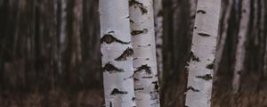 Preview wallpaper birch trees, forest, nature