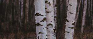 Preview wallpaper birch trees, forest, nature