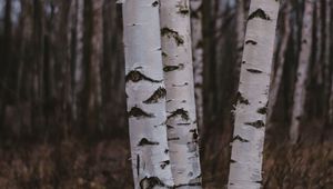 Preview wallpaper birch trees, forest, nature