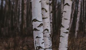 Preview wallpaper birch trees, forest, nature