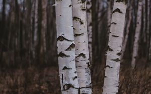 Preview wallpaper birch trees, forest, nature