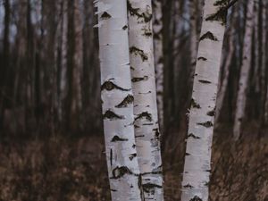 Preview wallpaper birch trees, forest, nature