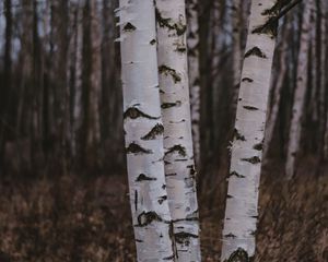 Preview wallpaper birch trees, forest, nature