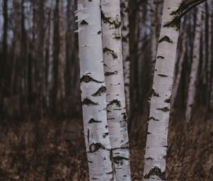 Preview wallpaper birch trees, forest, nature