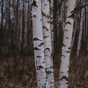 Preview wallpaper birch trees, forest, nature