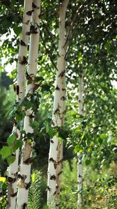 Preview wallpaper birch trees, leaves, nature