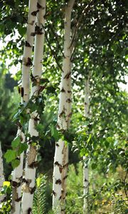 Preview wallpaper birch trees, leaves, nature