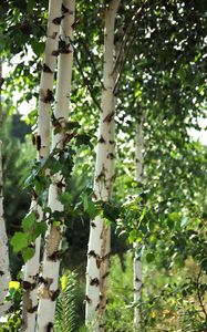 Preview wallpaper birch trees, leaves, nature