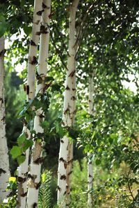 Preview wallpaper birch trees, leaves, nature