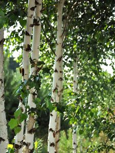 Preview wallpaper birch trees, leaves, nature