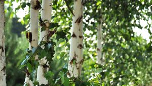 Preview wallpaper birch trees, leaves, nature