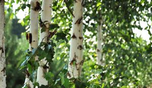 Preview wallpaper birch trees, leaves, nature