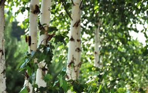 Preview wallpaper birch trees, leaves, nature