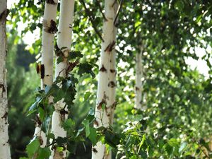 Preview wallpaper birch trees, leaves, nature