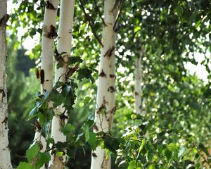 Preview wallpaper birch trees, leaves, nature