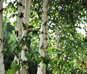 Preview wallpaper birch trees, leaves, nature