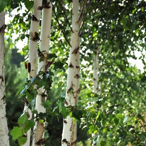 Preview wallpaper birch trees, leaves, nature