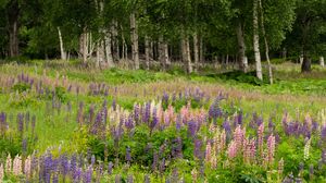Preview wallpaper birch, trees, lupins, flowers