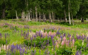 Preview wallpaper birch, trees, lupins, flowers