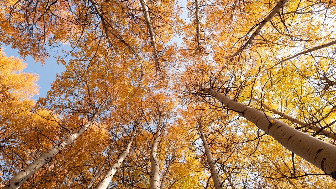 Wallpaper birch, trees, sky, autumn, yellow