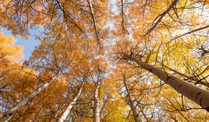 Preview wallpaper birch, trees, sky, autumn, yellow