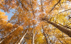 Preview wallpaper birch, trees, sky, autumn, yellow