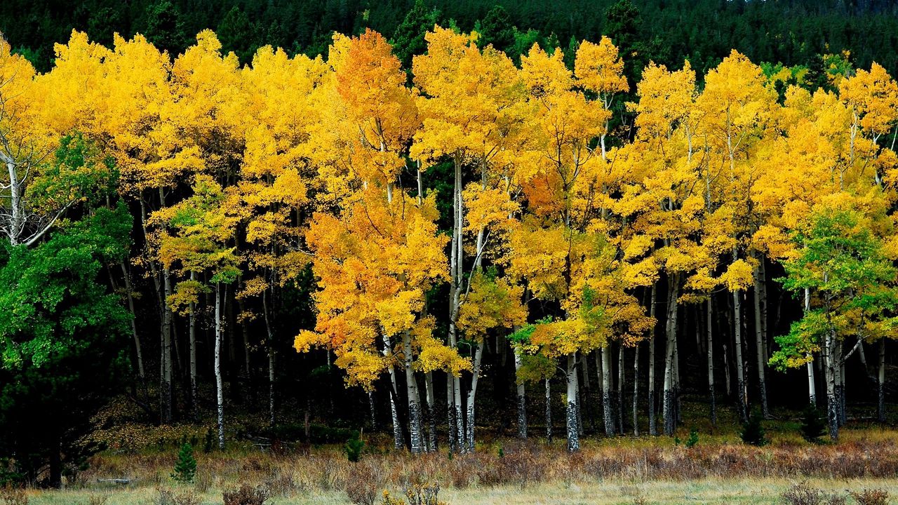 Wallpaper birches, autumn, leaves, yellow