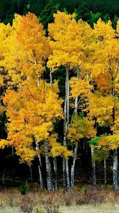 Preview wallpaper birches, autumn, leaves, yellow