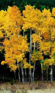 Preview wallpaper birches, autumn, leaves, yellow