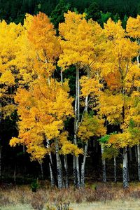 Preview wallpaper birches, autumn, leaves, yellow