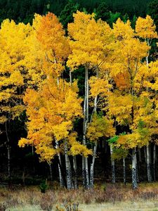 Preview wallpaper birches, autumn, leaves, yellow