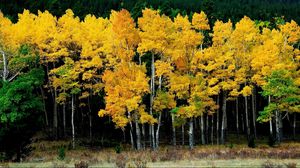 Preview wallpaper birches, autumn, leaves, yellow