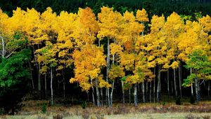 Preview wallpaper birches, autumn, leaves, yellow