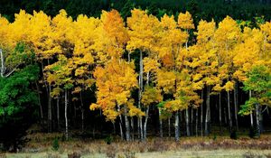 Preview wallpaper birches, autumn, leaves, yellow