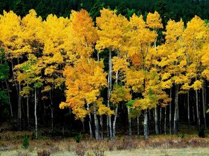 Preview wallpaper birches, autumn, leaves, yellow