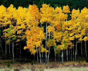 Preview wallpaper birches, autumn, leaves, yellow