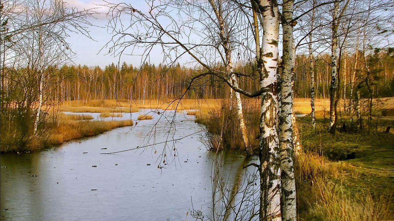 Wallpaper birches, autumn, river, landscape